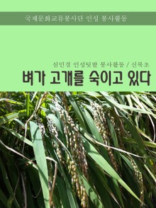 벼가 고개를 숙이고 있다.
