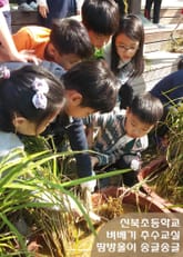 신북초등학교, 벼베기 추수교실 땀방울 송글송글 표지 이미지