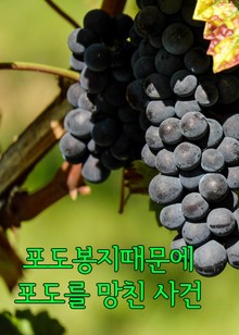포도봉지때문에 포도를 망친 사건