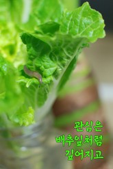 관심은 배추잎처럼 깊어지고 (서울교육방송 칼럼 모음집) 표지 이미지